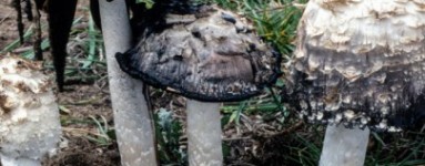 Coprinus